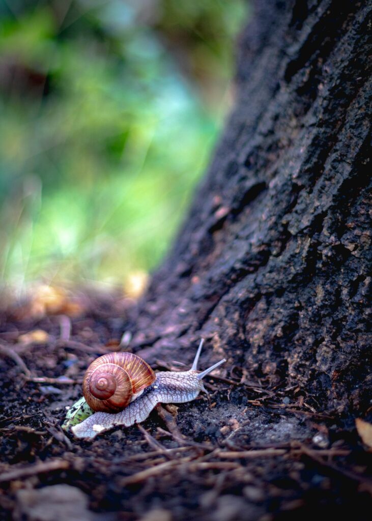 Snail in the forest
